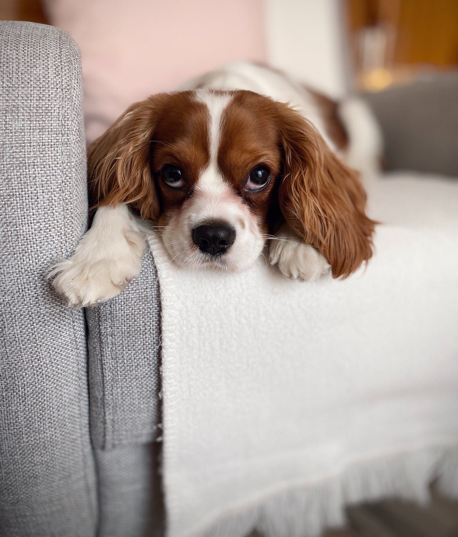 Pet-friendly